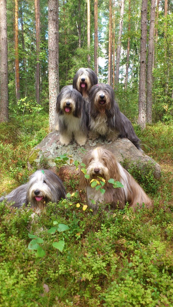 Hela högen! Sammeth, Happy och Mollie på stenen. Barney och Flora framför.